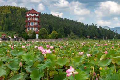 中国福建省周宁县鲤鱼溪的荷花