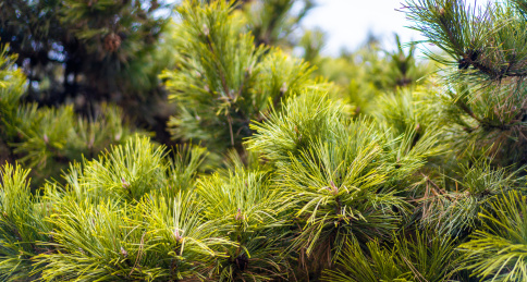 中国东北冬季户外松柏