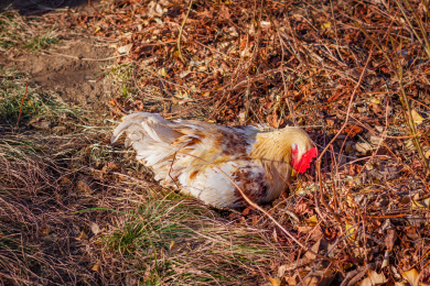 一只黄色大公鸡在土堆里洗澡