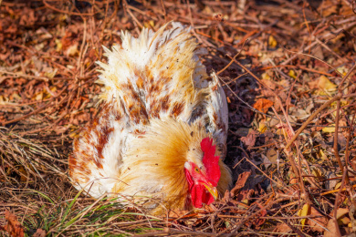 一只黄色大公鸡在土堆里洗澡