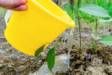 植树节给树苗浇水 植树节