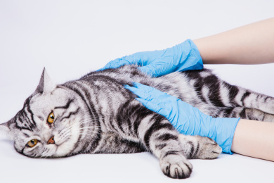 白色背景特写戴着手套检查猫身体