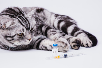 白色背景特写猫和疫苗注射器
