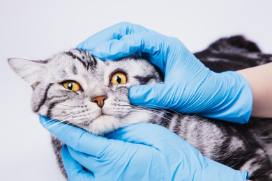 白色背景特写戴着一次性手套给猫检查身体