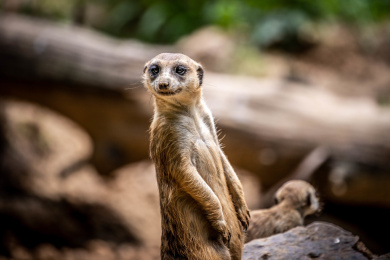 动物园巢鼬 动物 食草的