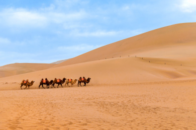 中国甘肃酒泉敦煌鸣山沙景区骆驼队