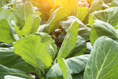 春甘蓝花菜在清晨的阳光下