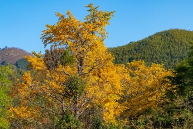 中国福建省政和县半岭村