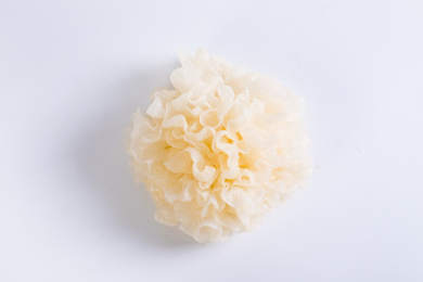 放在白色背景上的新鲜银耳