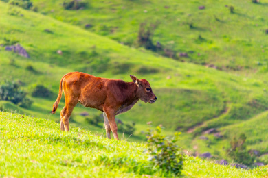 中国福建省福清市大姆山的牛