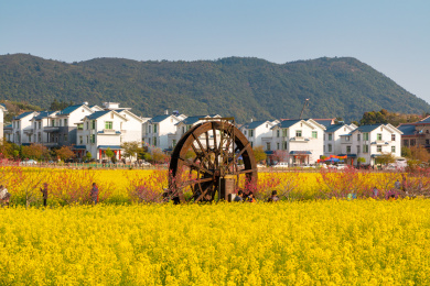 中国福建省莆田市坪盘村油菜花