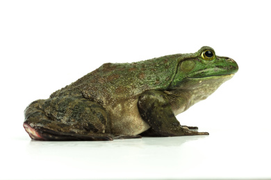 鲜活的牛蛙白底图 牛蛙