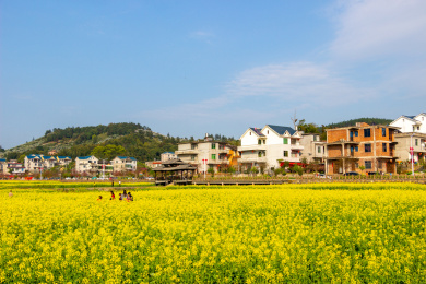中国福建省莆田市坪盘村油菜花