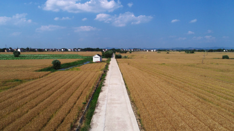 航拍夏日蓝天白云下穿过麦田的水泥路