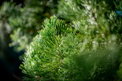 春天下午的柏树嫩芽