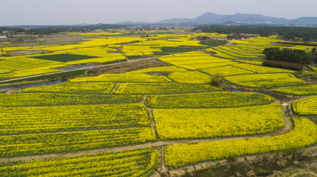 航拍油菜花田