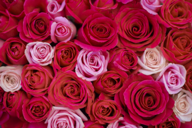 正视的密密麻麻的红色系玫瑰花