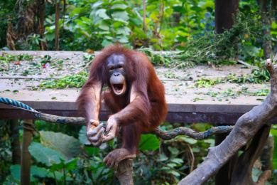 中国广州长隆野生动物园的婆罗洲猩猩