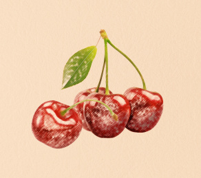 彩铅插画樱桃