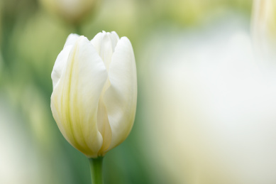 含苞待放的白色郁金香