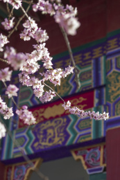 春天古建背景前桃花特写