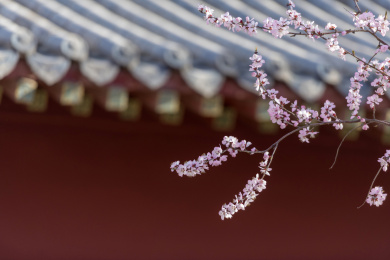 春天古建背景前桃花特写