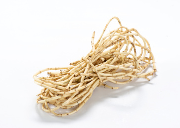 白色背景上摆放的新鲜折耳根