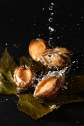 黑色背景里的四只溅起水花的鲜活鲍鱼