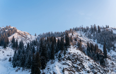 中国新疆雪山上的松林