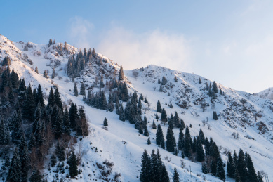 中国新疆雪山上的松林