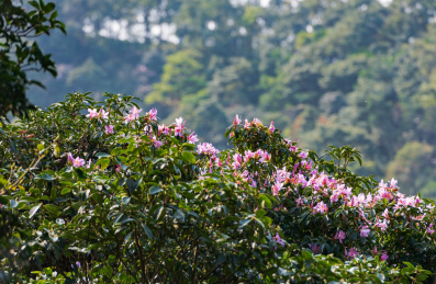 深圳罗湖小梧桐杜鹃谷的毛棉杜鹃花