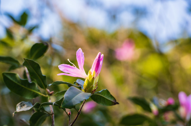 深圳罗湖小梧桐杜鹃谷的毛棉杜鹃花