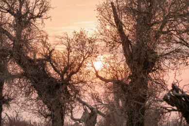 中国新疆塔克拉玛干沙漠中的胡杨林