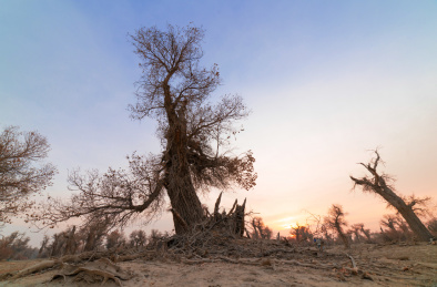 中国新疆塔克拉玛干沙漠中的胡杨林