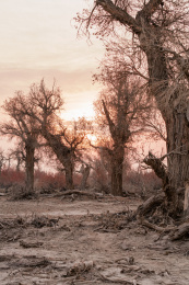 中国新疆塔克拉玛干沙漠中的胡杨林