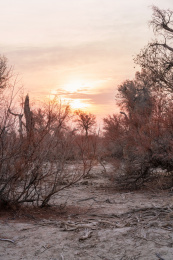 中国新疆塔克拉玛干沙漠中的胡杨林