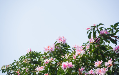 深圳罗湖小梧桐杜鹃谷的毛棉杜鹃花