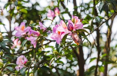 深圳罗湖小梧桐杜鹃谷的毛棉杜鹃花