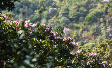 深圳罗湖小梧桐杜鹃谷的毛棉杜鹃花
