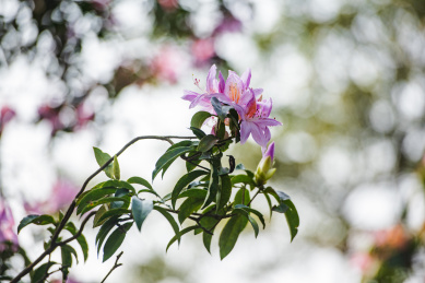 深圳罗湖小梧桐杜鹃谷的毛棉杜鹃花
