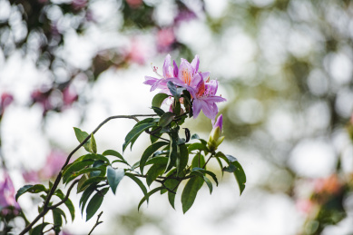 深圳罗湖小梧桐杜鹃谷的毛棉杜鹃花