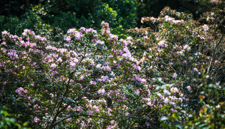 深圳罗湖小梧桐杜鹃谷的毛棉杜鹃花
