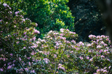深圳罗湖小梧桐杜鹃谷的毛棉杜鹃花