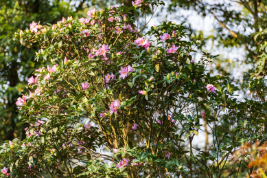 深圳罗湖小梧桐杜鹃谷的毛棉杜鹃花