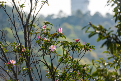 深圳罗湖小梧桐杜鹃谷的毛棉杜鹃花