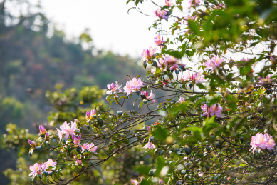 深圳罗湖小梧桐杜鹃谷的毛棉杜鹃花