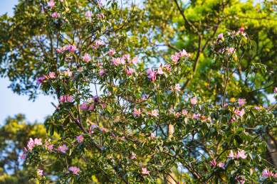 深圳罗湖小梧桐杜鹃谷的毛棉杜鹃花