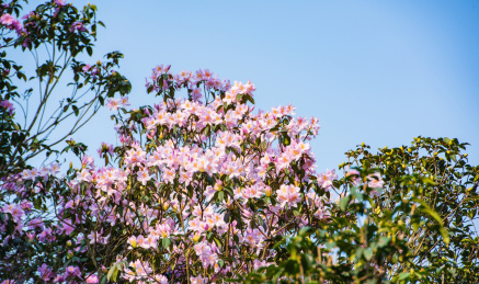 深圳罗湖小梧桐杜鹃谷的毛棉杜鹃花