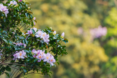 深圳罗湖小梧桐杜鹃谷的毛棉杜鹃花