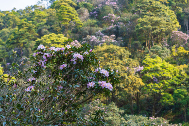深圳罗湖小梧桐杜鹃谷的毛棉杜鹃花